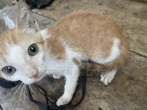 3-6 months Female Mixed Breed Cat