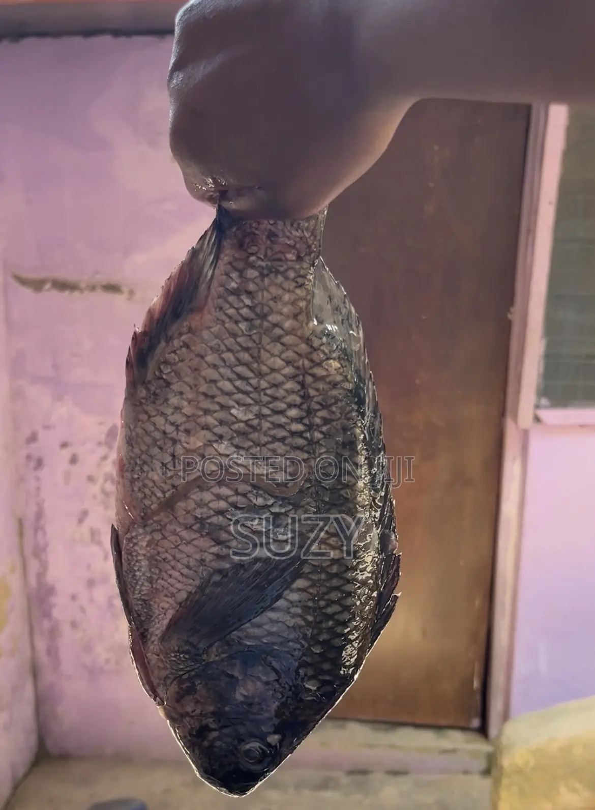 Fresh Tilapia And Red Fish