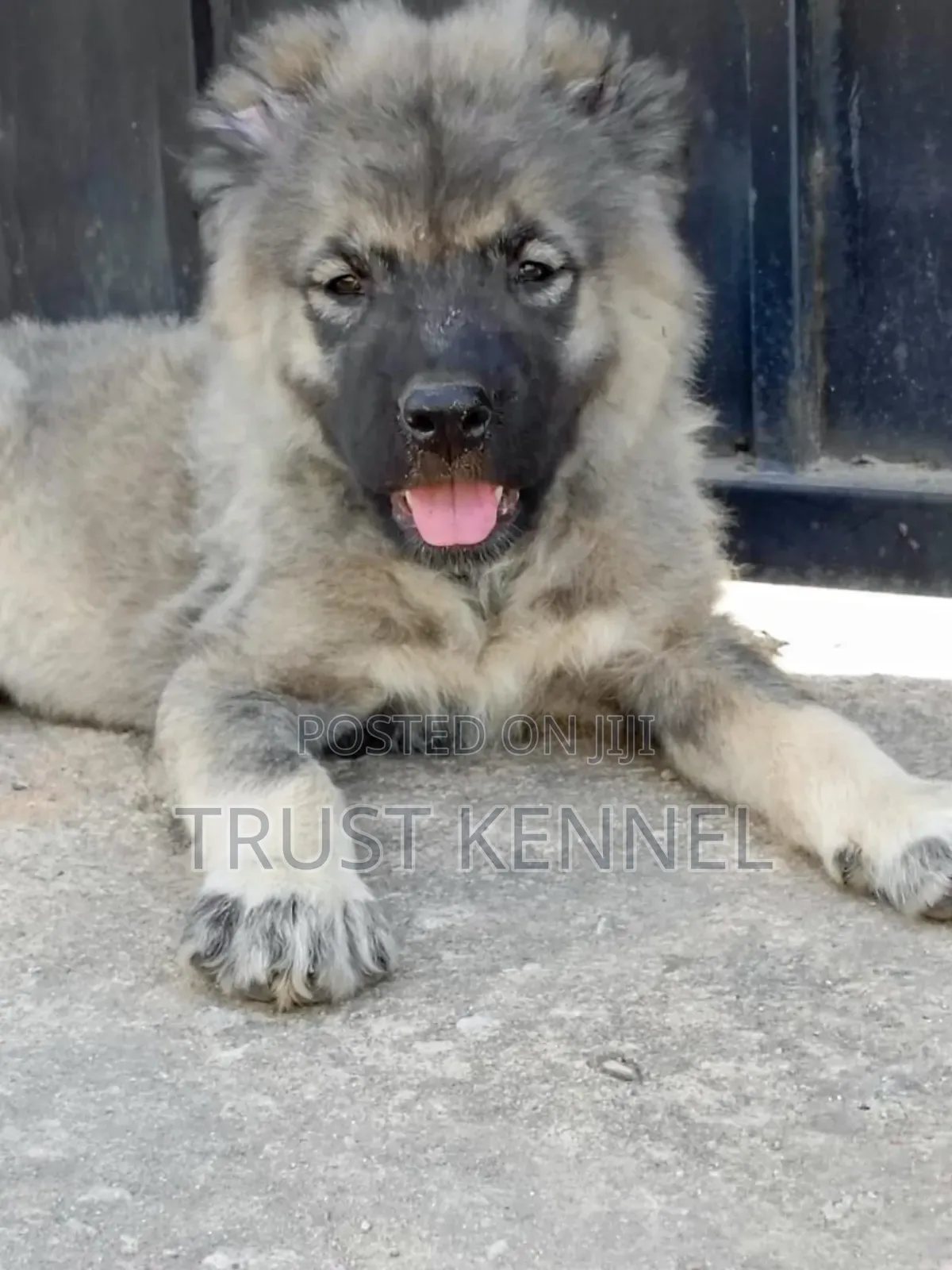 1-3 months Male Purebred Caucasian Shepherd