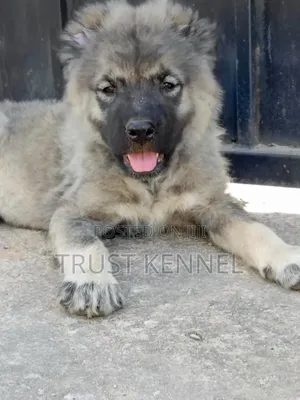 1-3 months Male Purebred Caucasian Shepherd