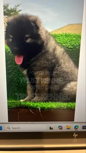 1-3 months Male Purebred Caucasian Shepherd