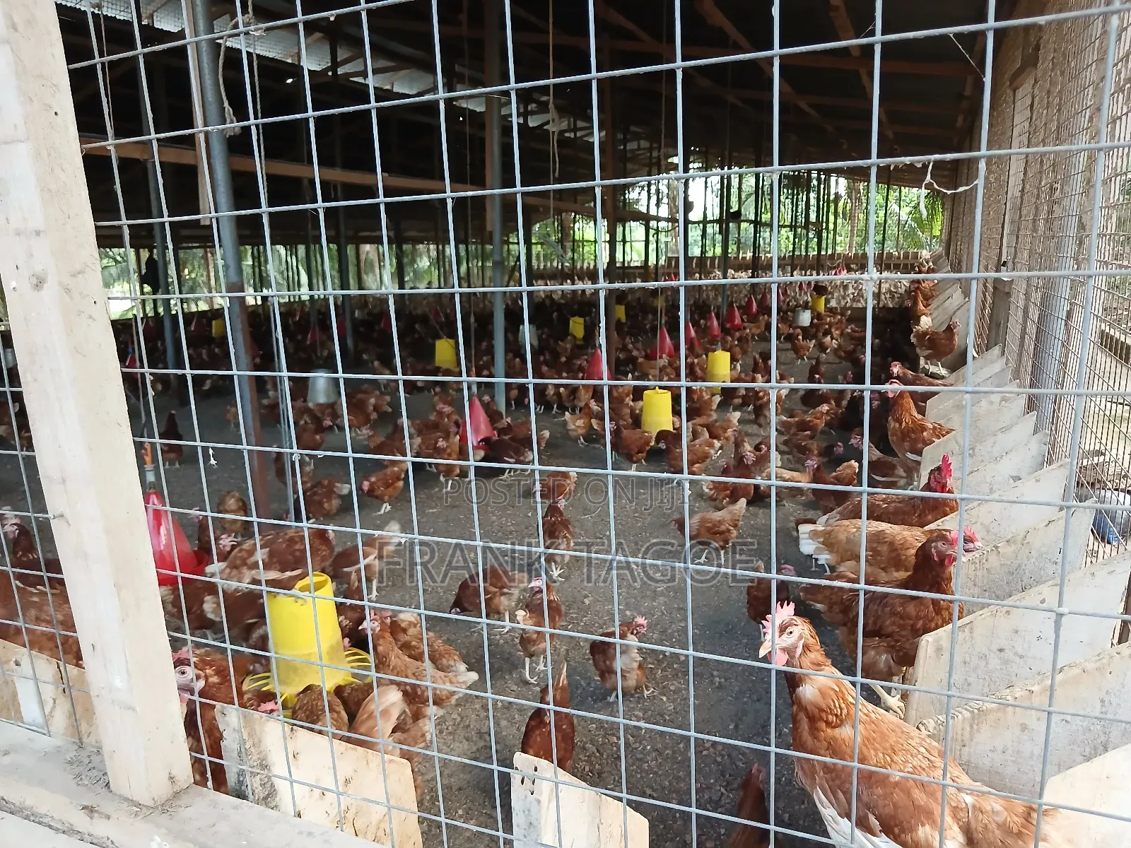 Fresh Eggs Directly From the Farm for Sale.