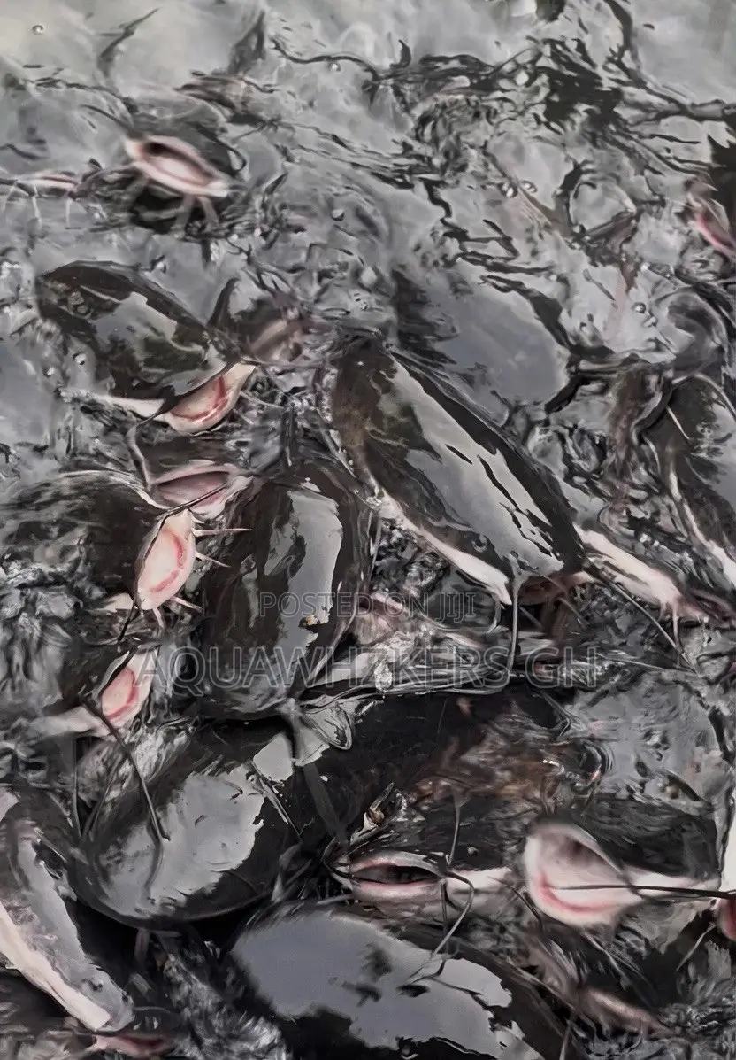 Start Your Fish Farming