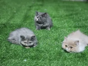 1-3 months Female Purebred Persian