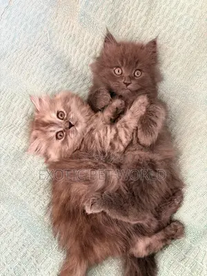 1-3 months Female Purebred Persian