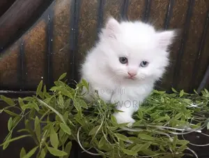 1-3 months Male Purebred Persian