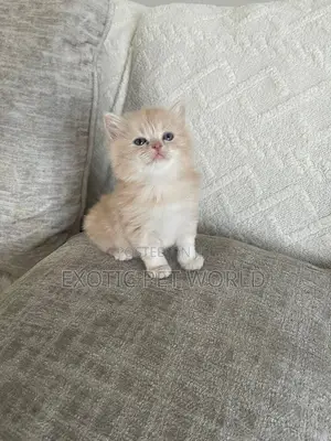 1-3 months Female Purebred Persian