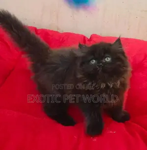 1-3 months Male Purebred Persian