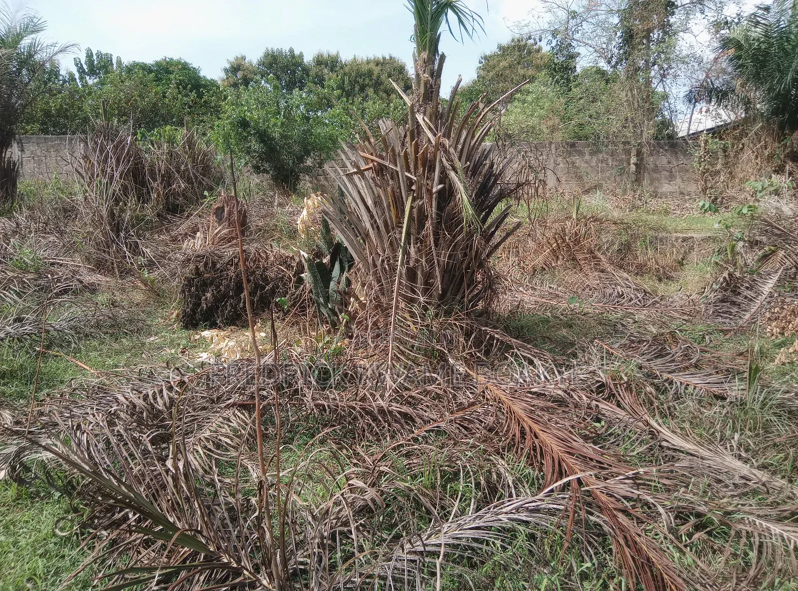 Plot of Land for Sale at Abuakwa Tabire