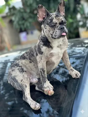 1+ year Male Purebred French Bulldog