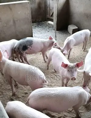Sell Us All Your Pigs/Pork/Beef/Cow at ¢27/Kg With Good Payment Plans.