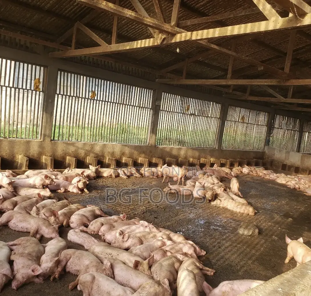 Sell Us All Your Pigs/Pork/Beef/Cow at ¢27/Kg With Good Payment Plans.