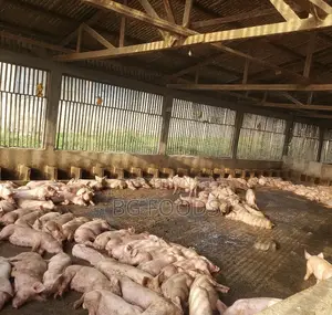 Sell Us All Your Pigs/Pork/Beef/Cow at ¢27/Kg With Good Payment Plans.