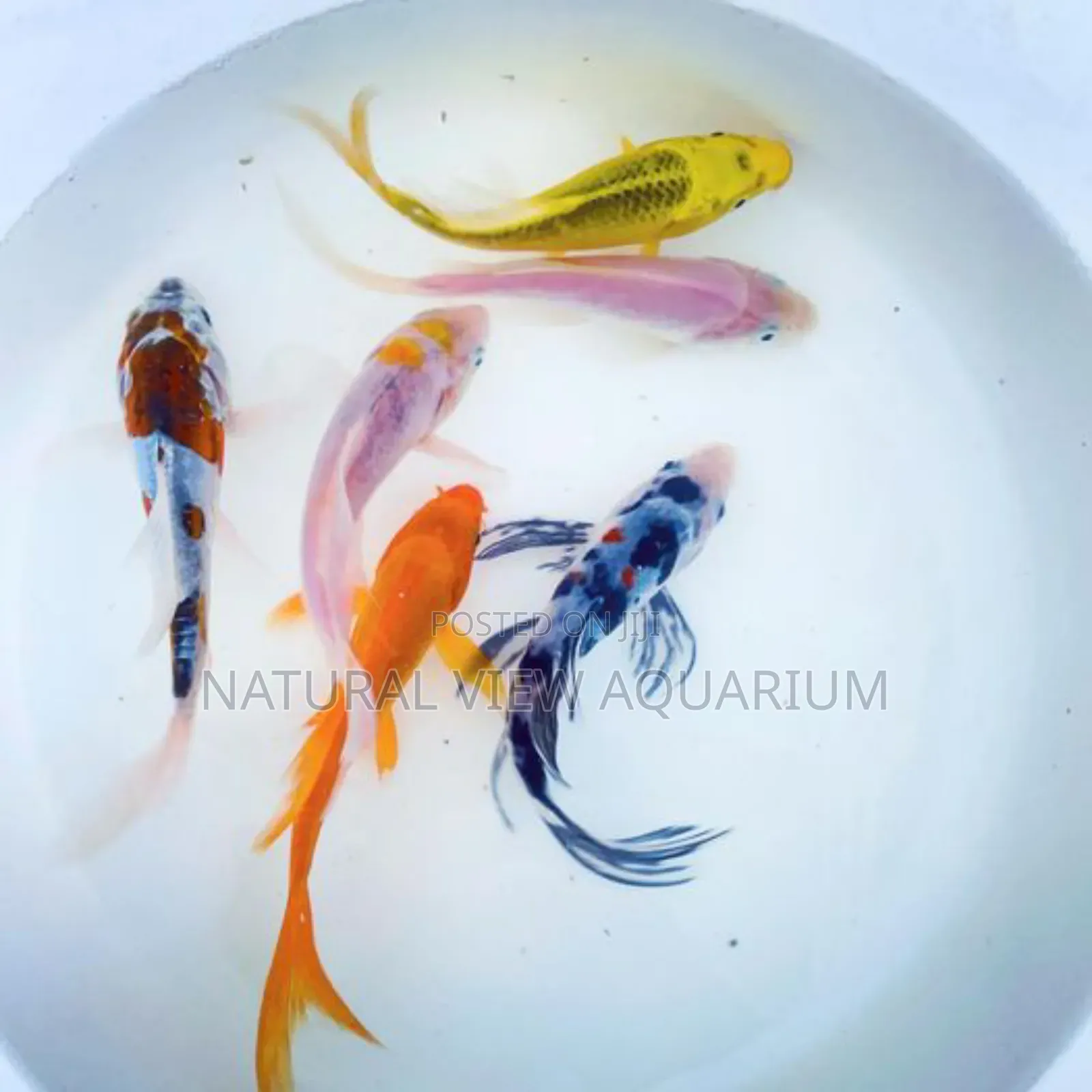 Aquarium Fish