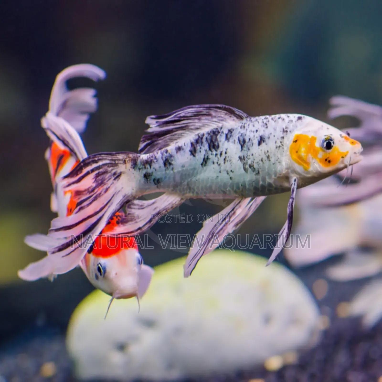 Aquarium Fish