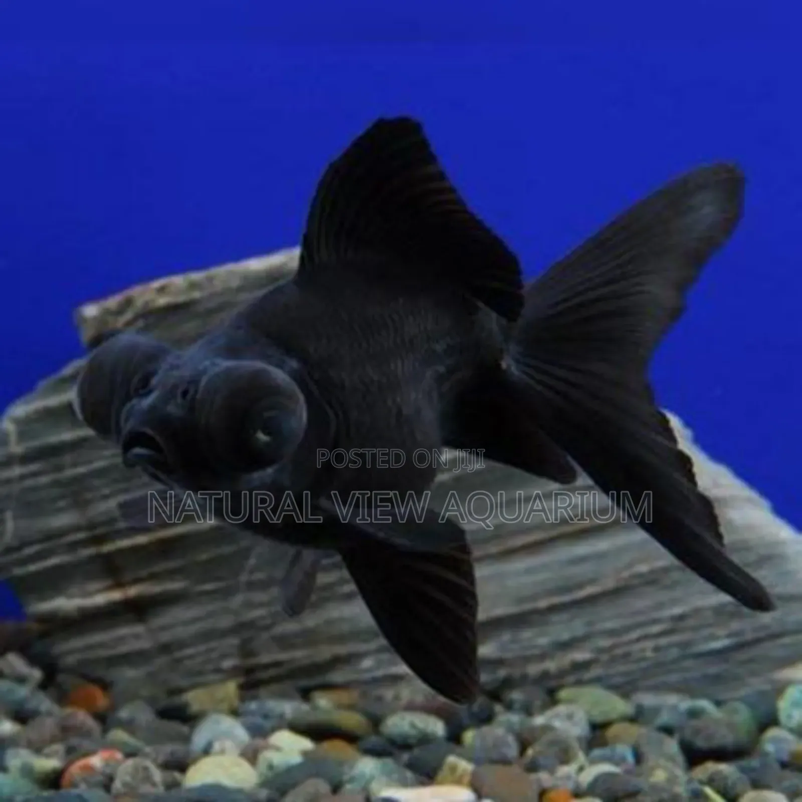 Aquarium Fish