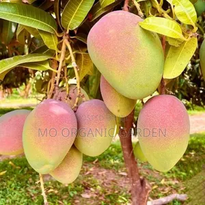Kent Mango Plant Seedling