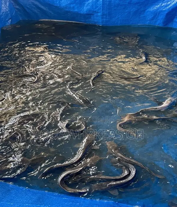 Start Your Fish Farm Journey (Big Package)