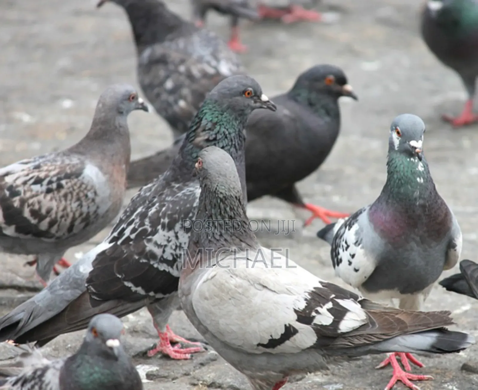 Healthy and Strong Pigeons