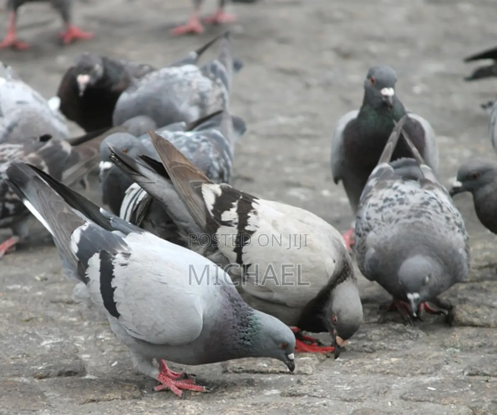 Healthy and Strong Pigeons
