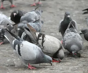 Healthy and Strong Pigeons