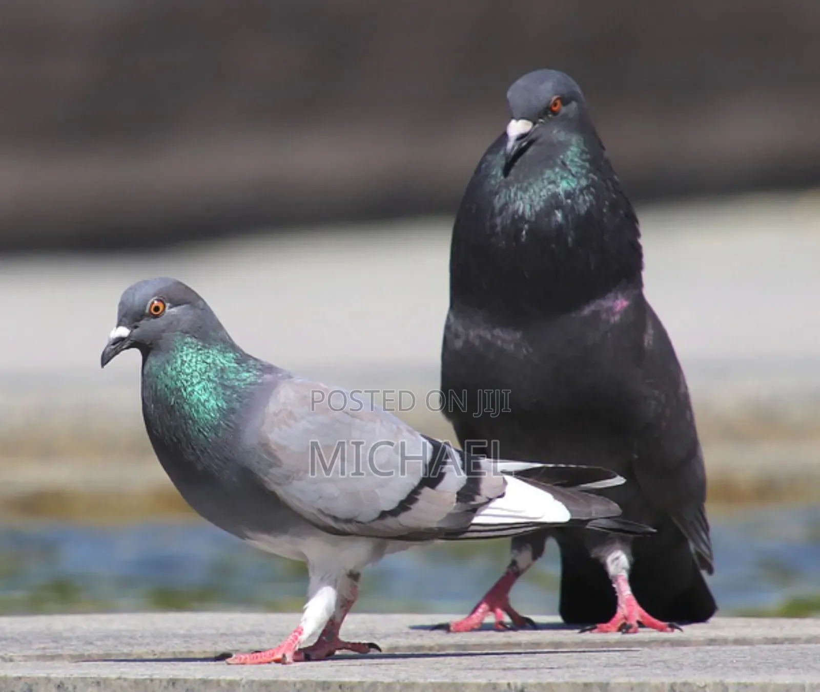 Healthy and Strong Pigeons