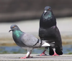 Healthy and Strong Pigeons