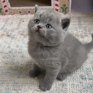 1-3 months Male Purebred British Shorthair