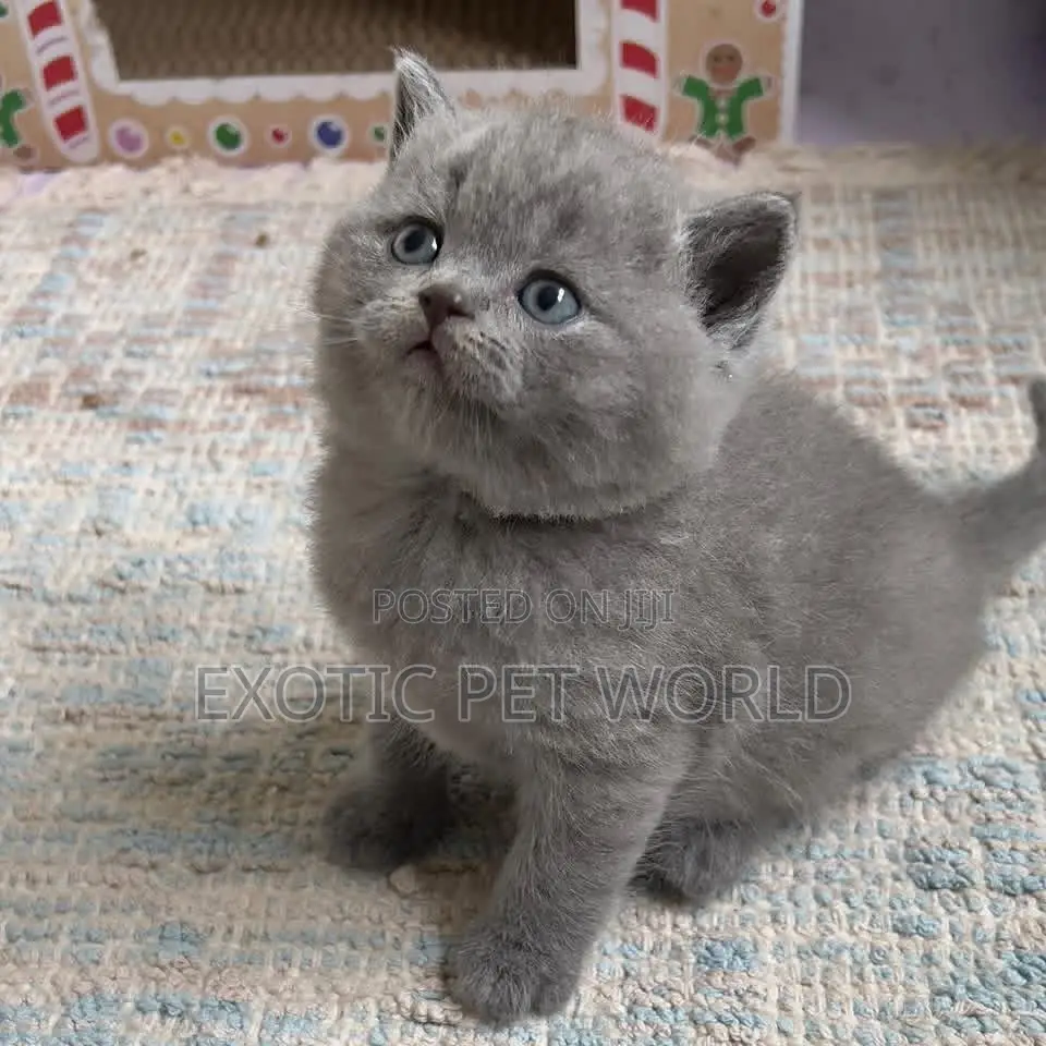 1-3 months Male Purebred British Shorthair