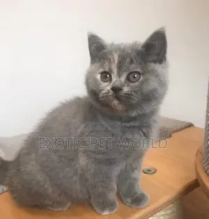 1-3 months Female Purebred British Shorthair