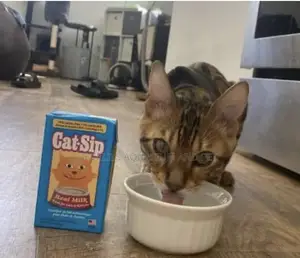 Catsip Milk for Kitten