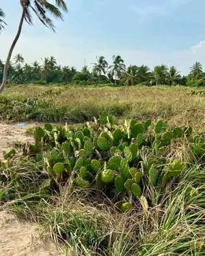 5 Plots of Land Available for Sale at Lashibi, Behind Emefs