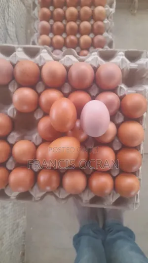 Eggs for Sale