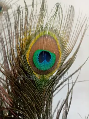 Natural Peacock Feathers for Sale