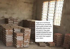 Quality and Healthy Fresh Eggs From Farm