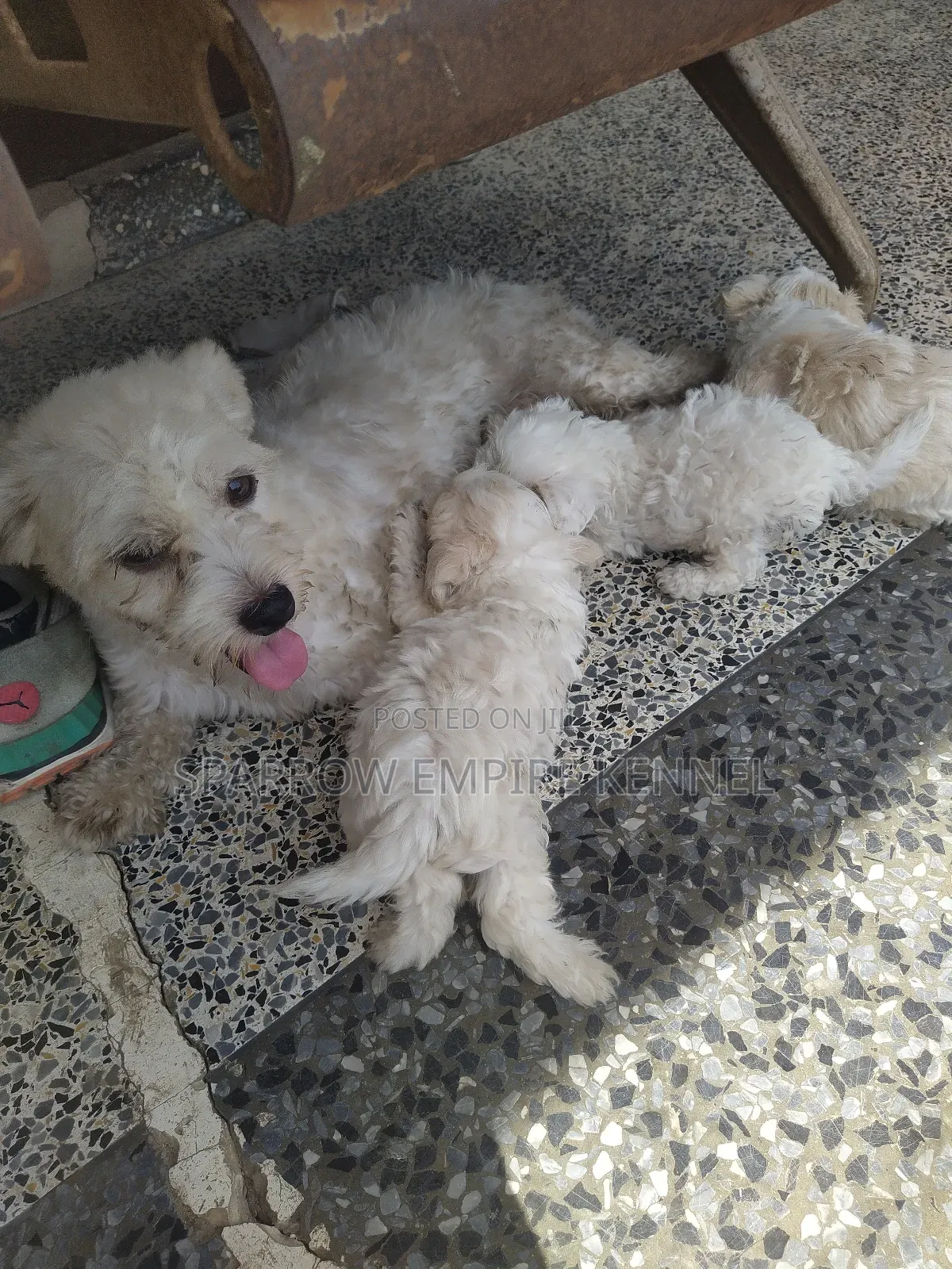 1-3 months Male Purebred Poodle