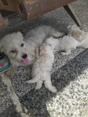 1-3 months Male Purebred Poodle