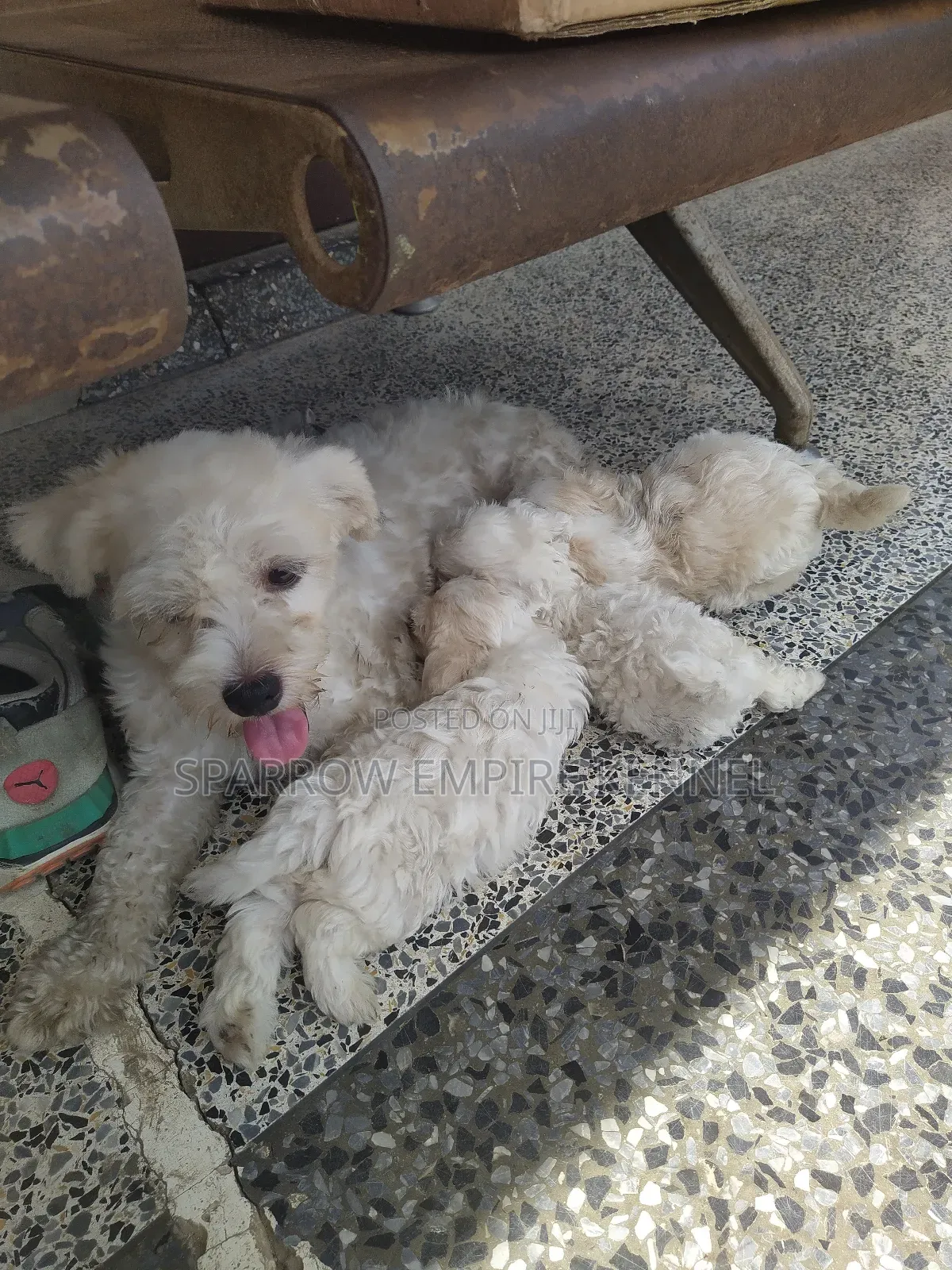 1-3 months Male Purebred Poodle