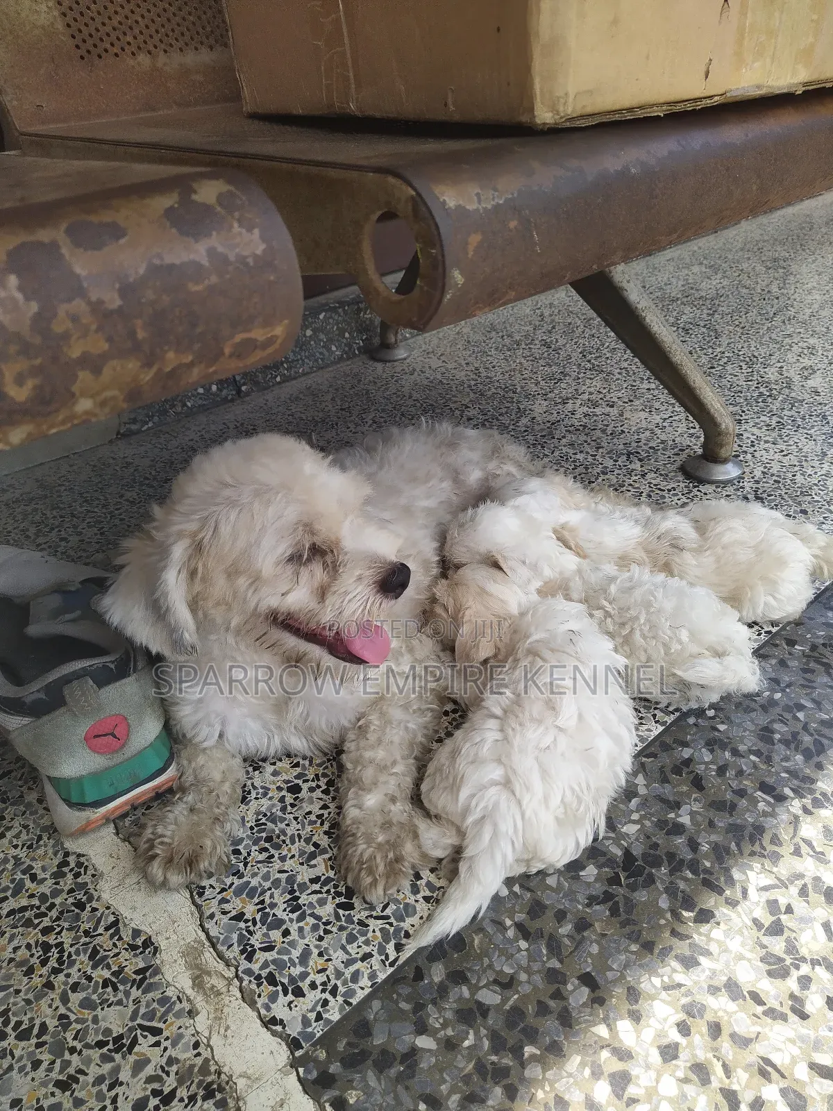 1-3 months Male Purebred Poodle