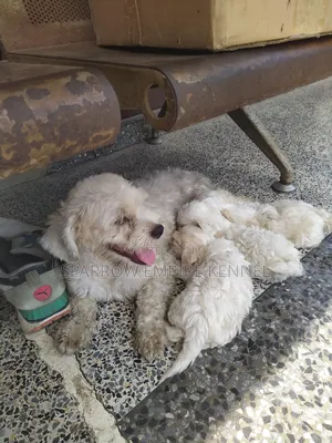 1-3 months Male Purebred Poodle