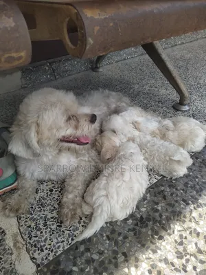 1-3 months Male Purebred Poodle