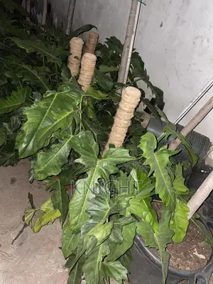 Syngonium Pink Flower Plant