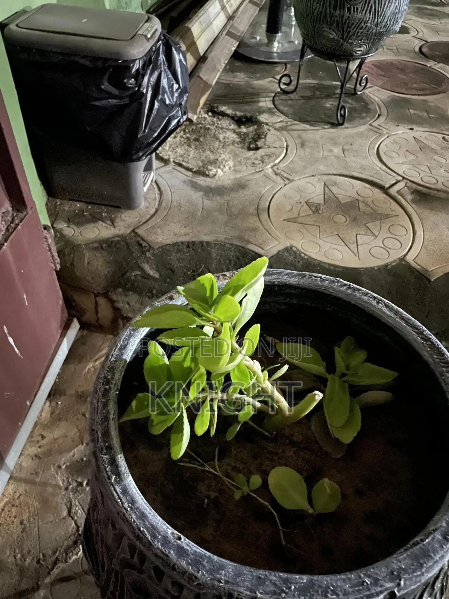 Syngonium Pink Flower Plant