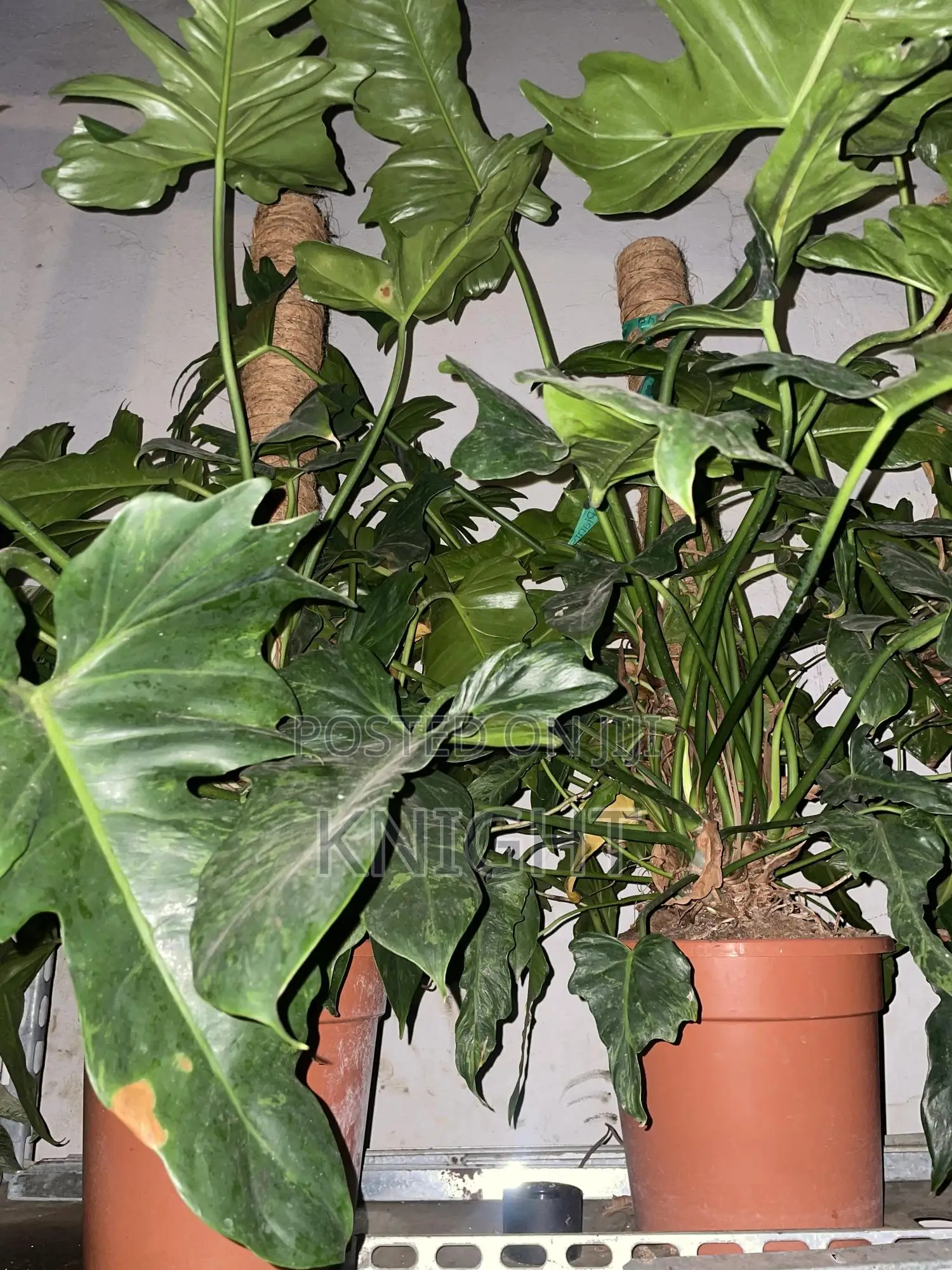 Syngonium Pink Flower Plant