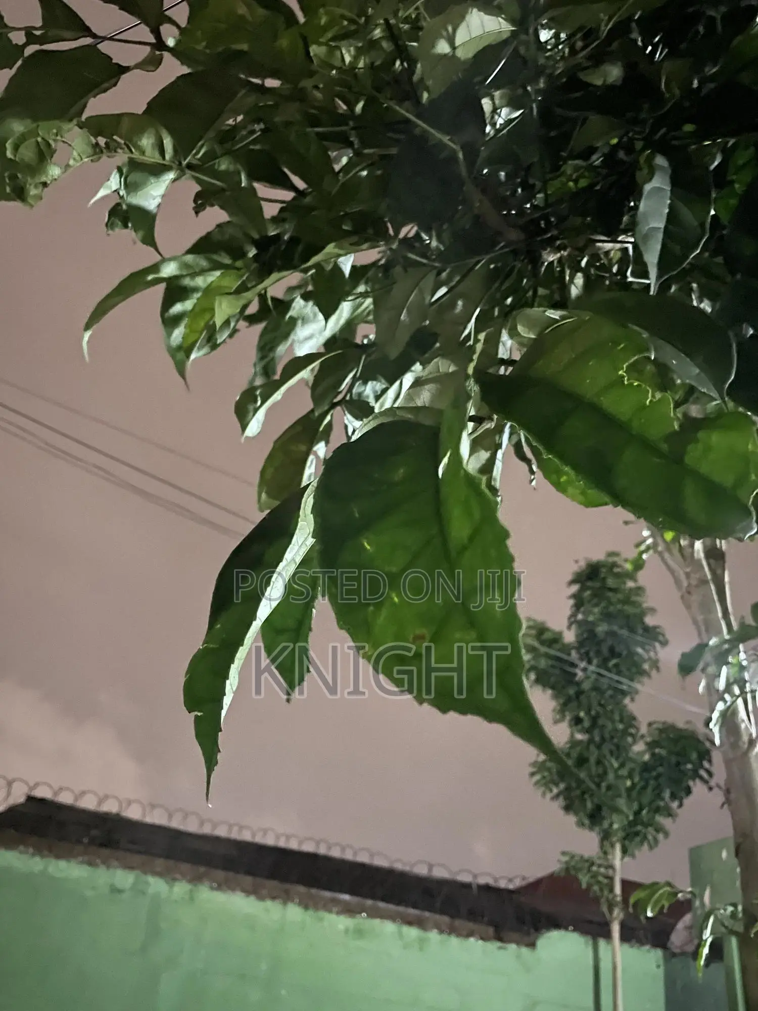 Syngonium Pink Flower Plant