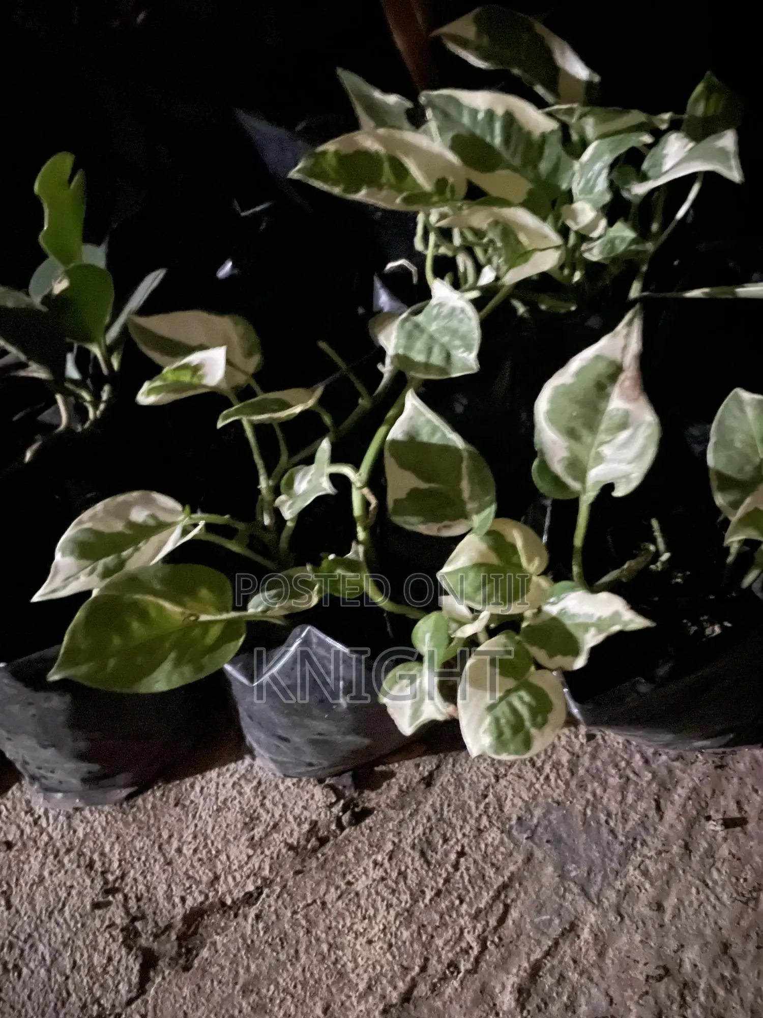 Syngonium Pink Flower Plant