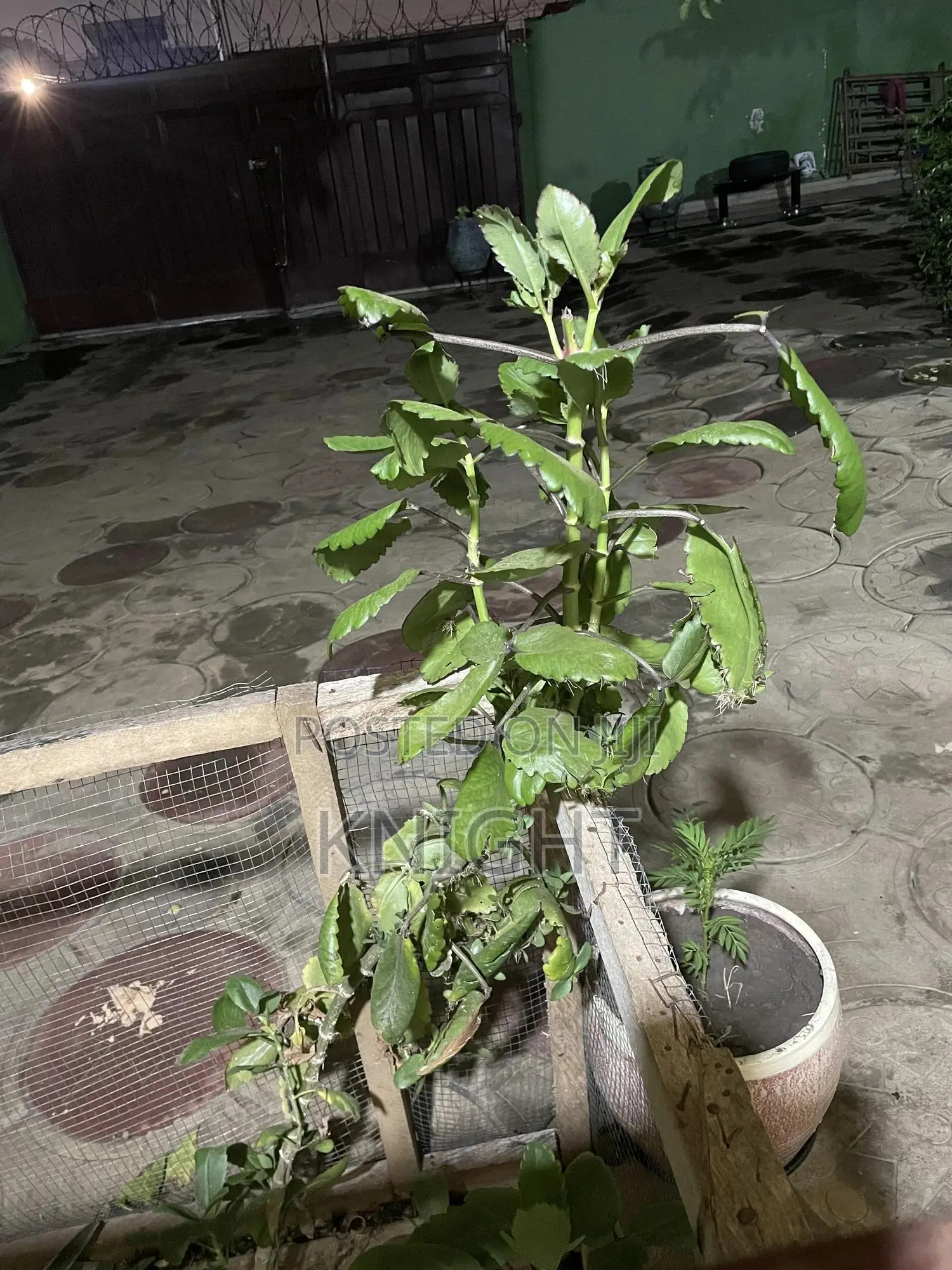 Syngonium Pink Flower Plant