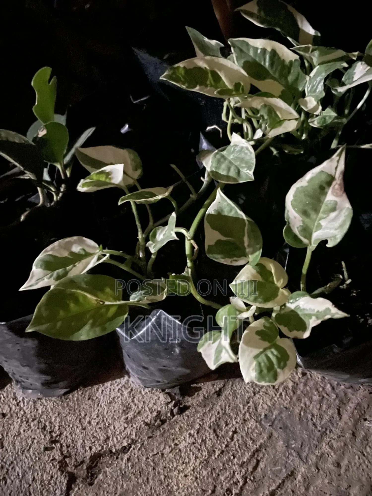 Syngonium Pink Flower Plant