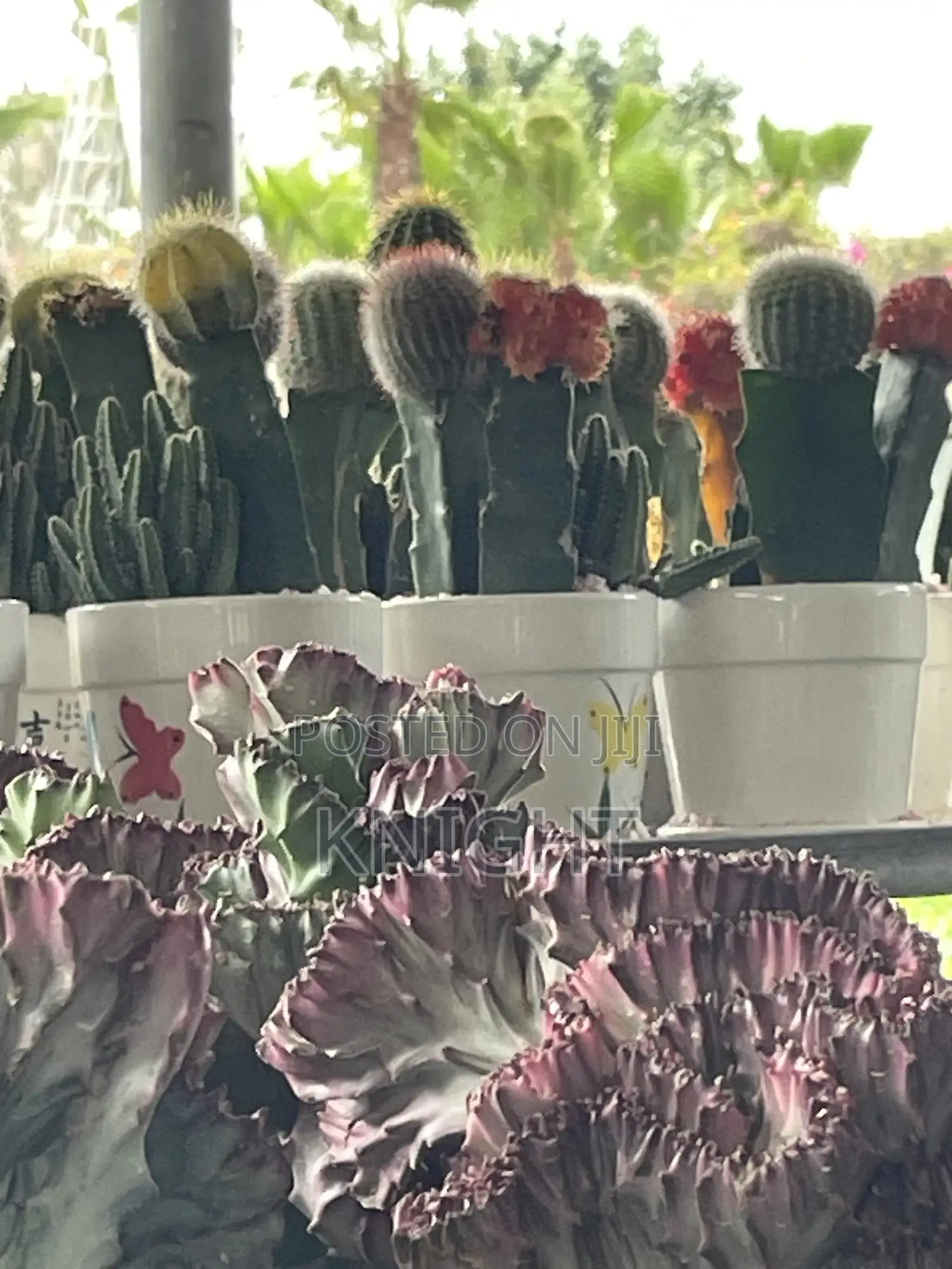 Syngonium Pink Flower Plant