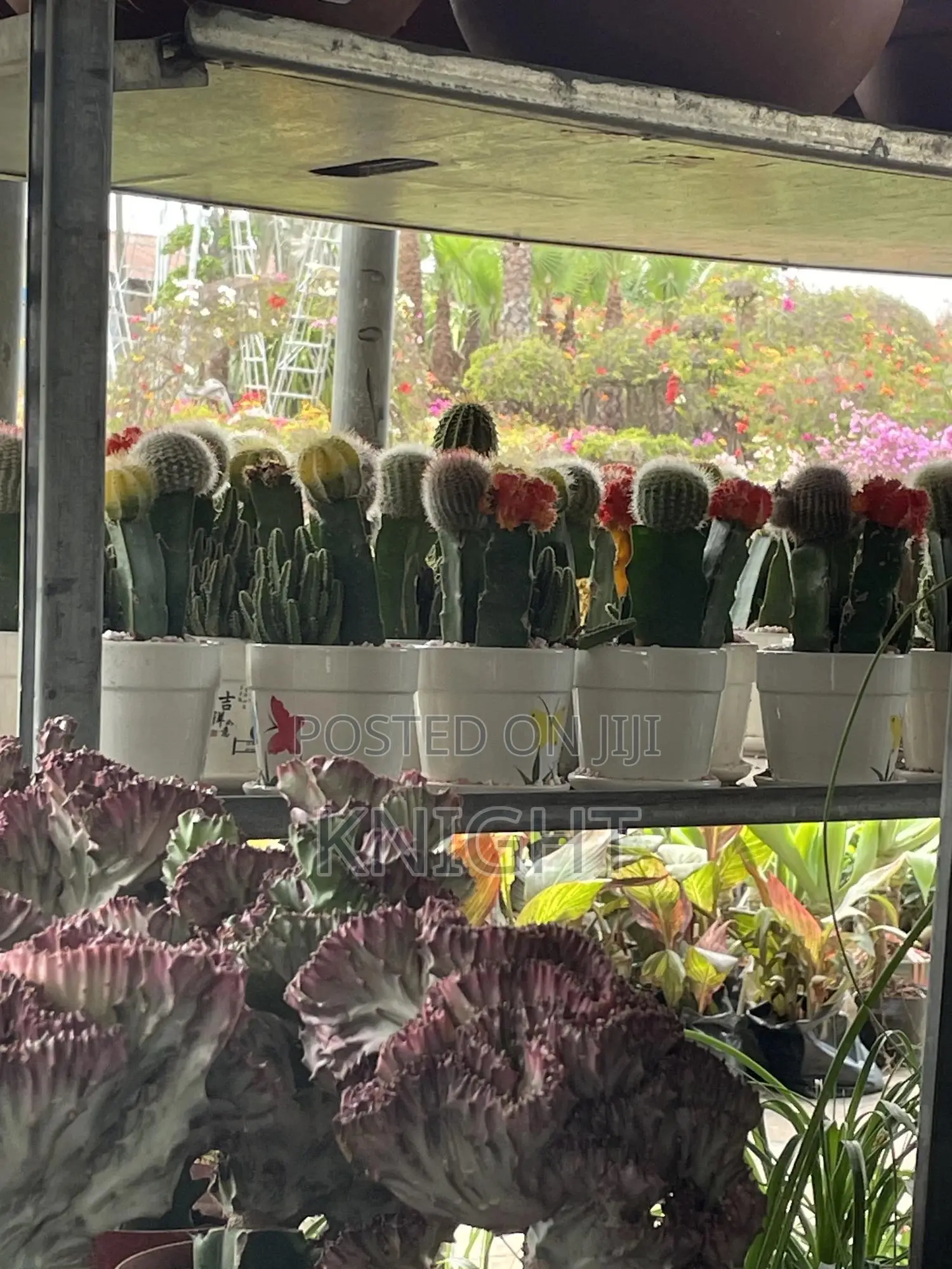 Syngonium Pink Flower Plant